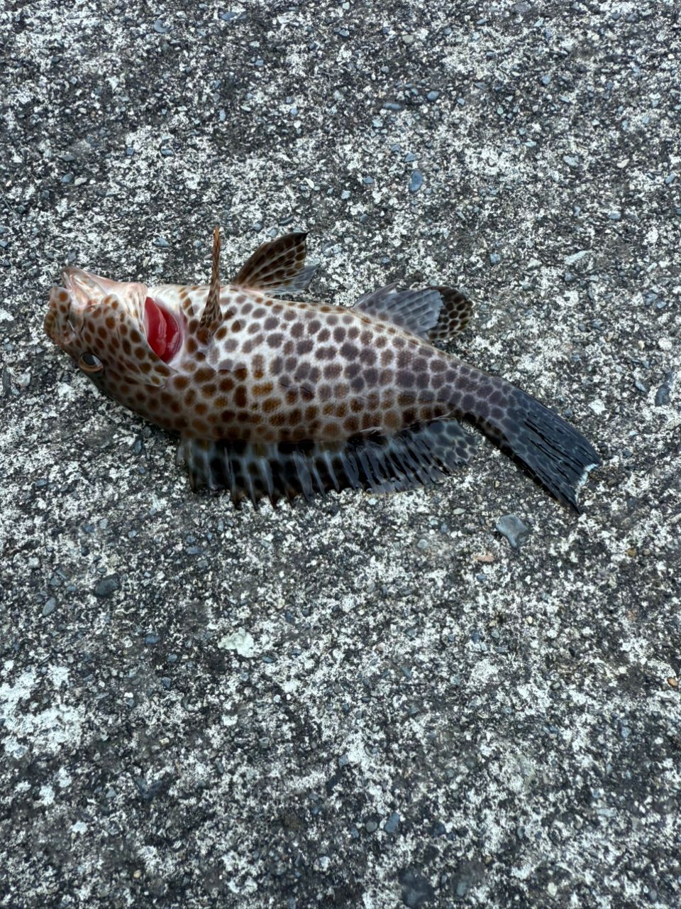 オオモンハタ