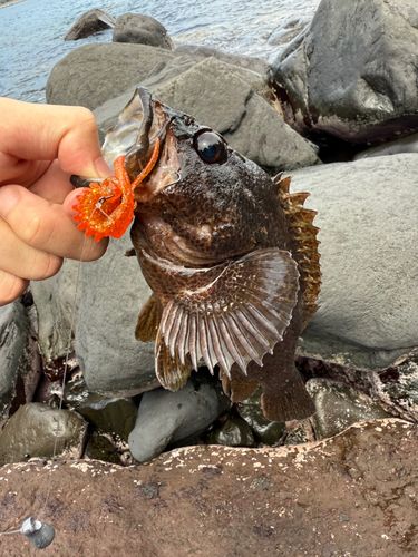 ムラソイの釣果