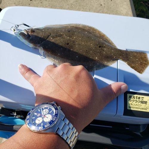 ソゲの釣果