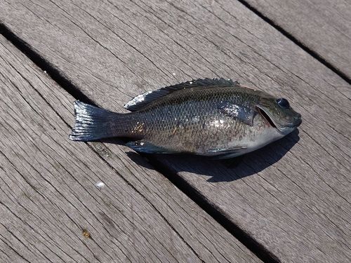 メジナの釣果