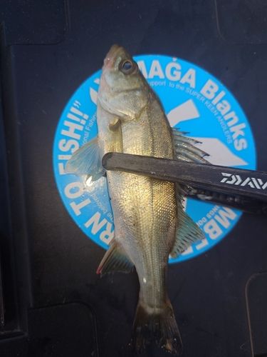 セイゴ（マルスズキ）の釣果