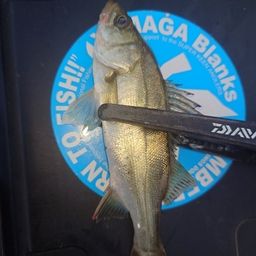 セイゴ（マルスズキ）