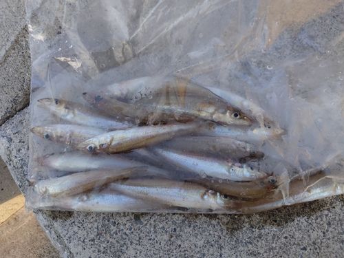 キスの釣果