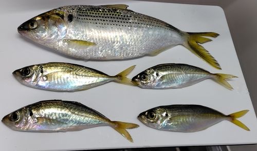 コノシロの釣果