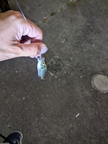 セイゴ（ヒラスズキ）の釣果
