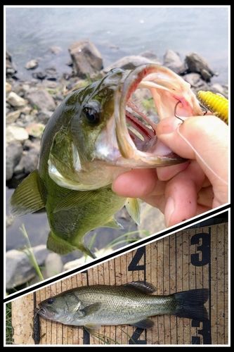 ブラックバスの釣果