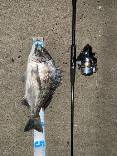 チヌの釣果