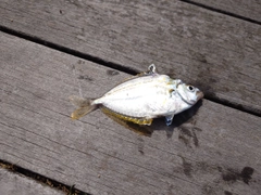 ヒイラギの釣果