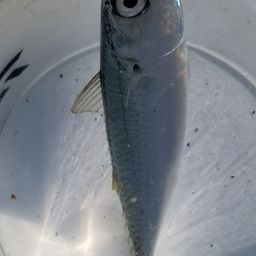 サバ