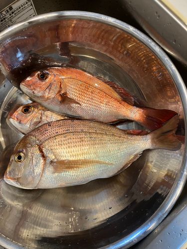 タイの釣果
