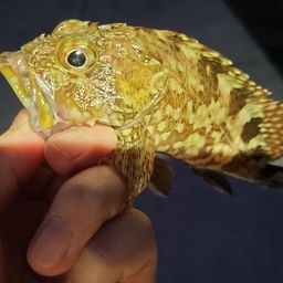カサゴ