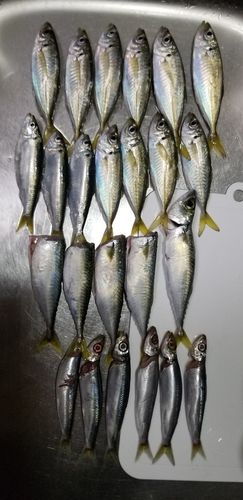 アジの釣果