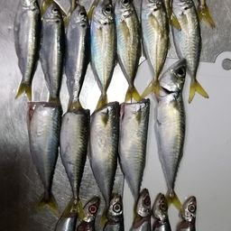 アジ