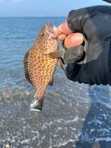 オオモンハタの釣果