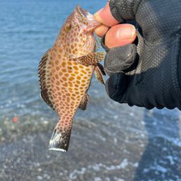 オオモンハタ