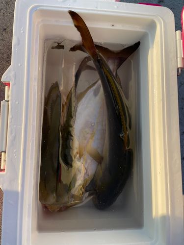 ショゴの釣果