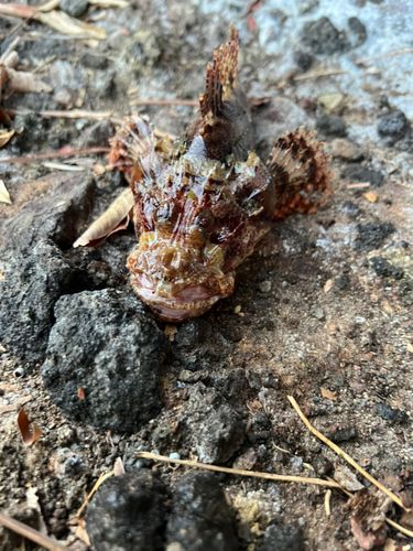 アカハタの釣果