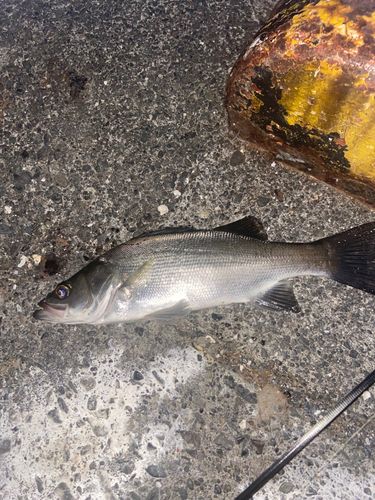 セイゴ（ヒラスズキ）の釣果