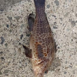 オオモンハタ