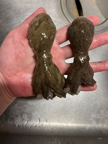 イイダコの釣果