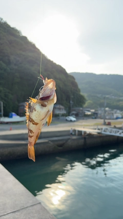 メバルの釣果