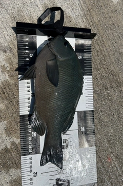 メジナの釣果