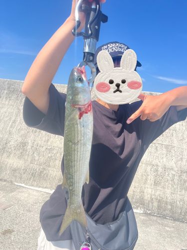 ボラの釣果