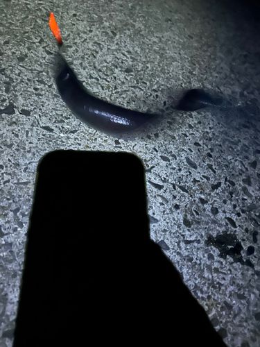 クロアナゴの釣果