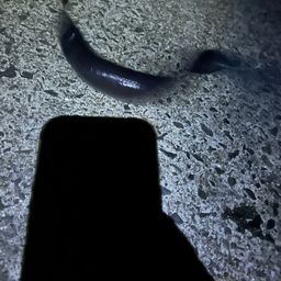 クロアナゴ