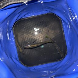 アジ