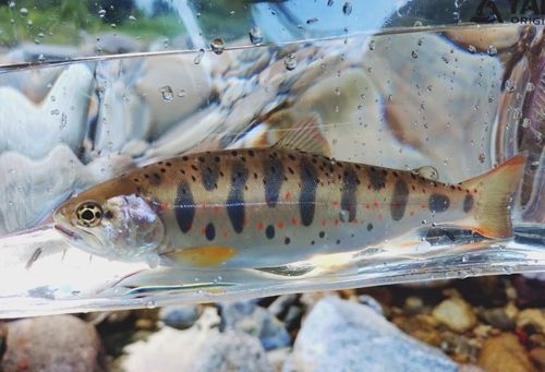 アマゴの釣果