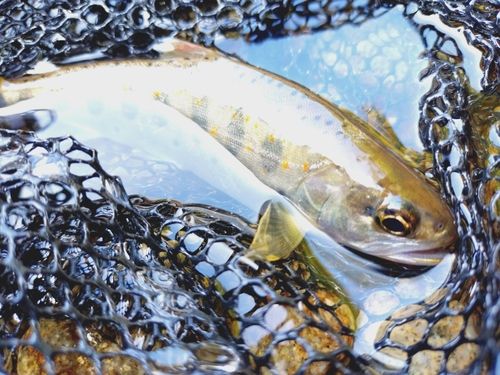 アマゴの釣果