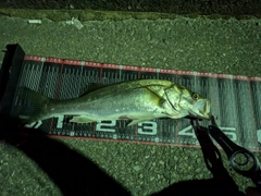 フッコ（ヒラスズキ）の釣果