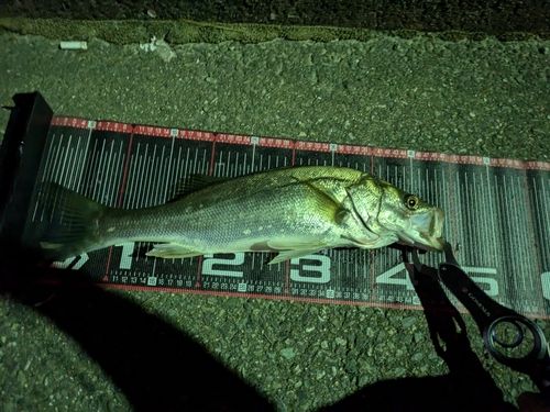 フッコ（ヒラスズキ）の釣果
