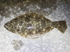 ヒラメの釣果