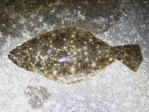 ヒラメの釣果