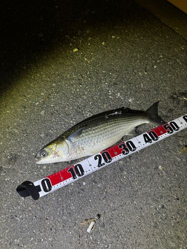 ボラの釣果