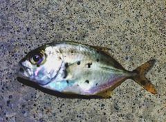 メッキの釣果