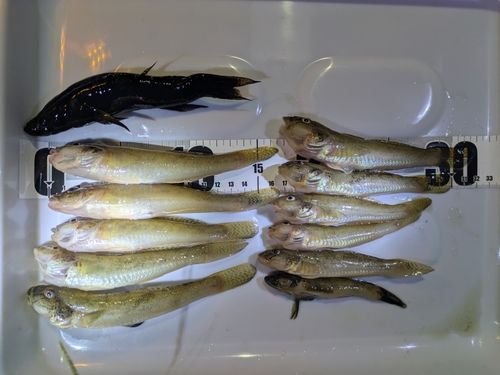 ハゼの釣果