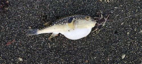 クサフグの釣果