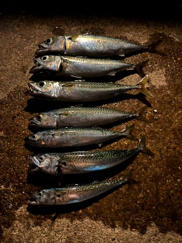 サバの釣果