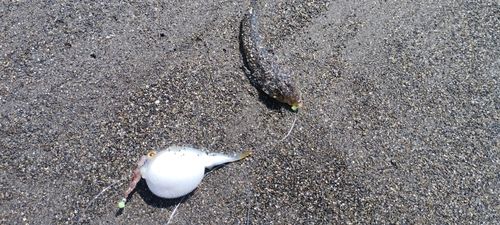 メゴチの釣果