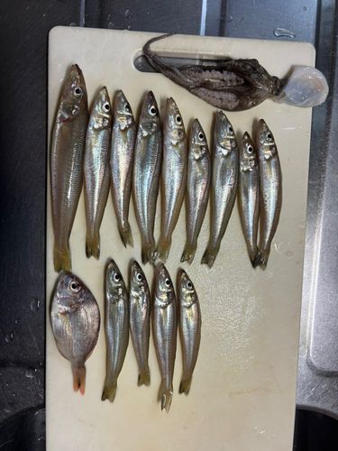 シロギスの釣果