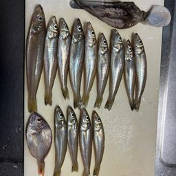 シロギス