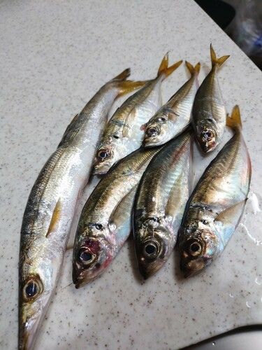 アジの釣果