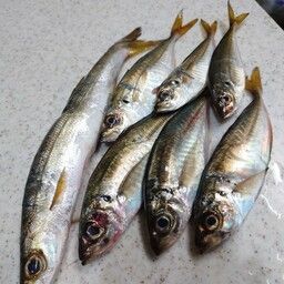 アジ