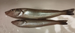 シロギスの釣果