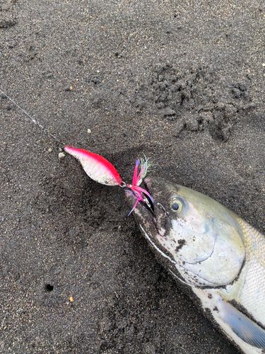 アキアジの釣果