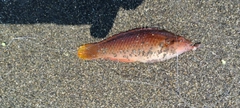 アカササノハベラの釣果