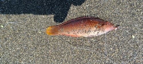 アカササノハベラの釣果